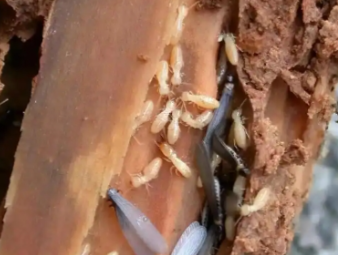 道县白蚁防治公司分享地下室、一楼房屋白蚁专项防治技巧